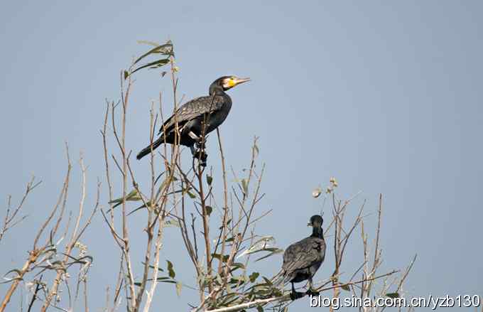 两眼绿光大鸬鹚（组图）