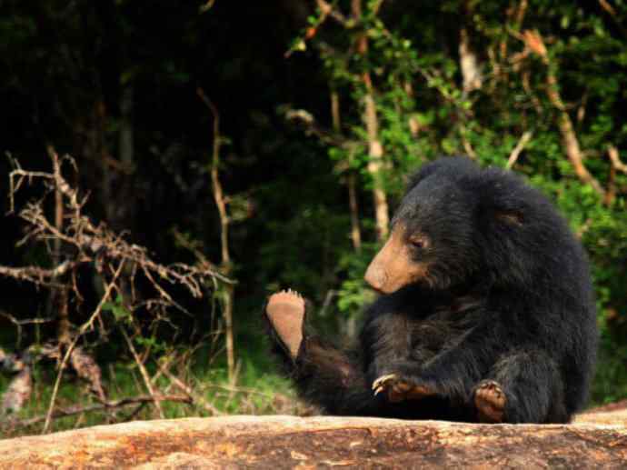 盘点十二大著名食蚁动物：懒熊