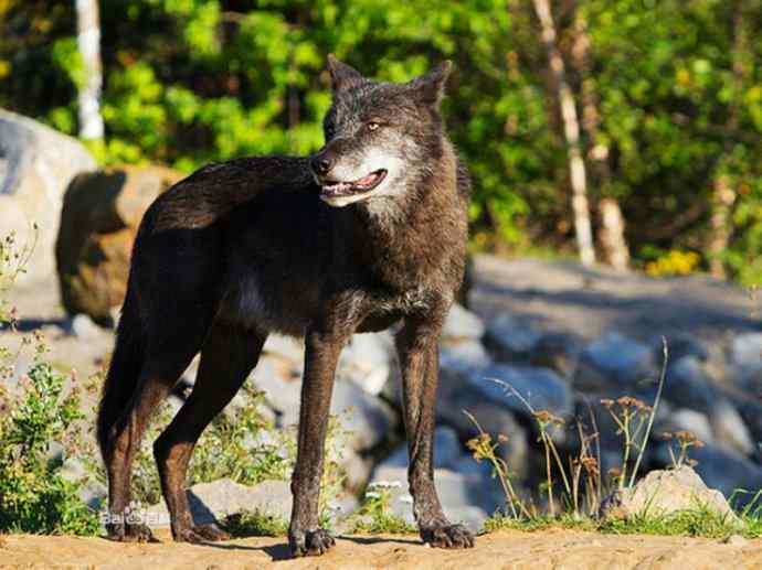 犬科:犬亚科犬属之郊狼、红狼 犬科:犬亚科犬属之郊狼、红狼