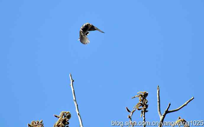 北京天坛公园的鸟类——随走随拍（飞鸟）