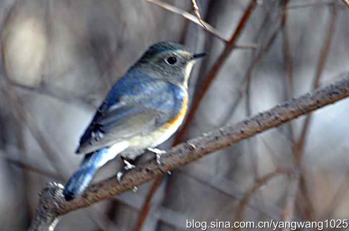 北京植物园的鸟类——红肋蓝尾鸲 3