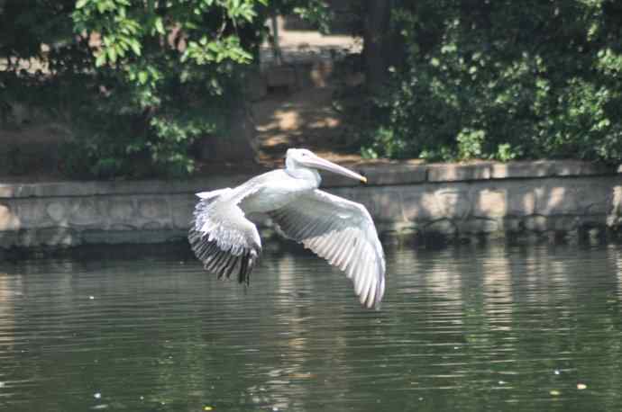 再次看到鹈鹕飞