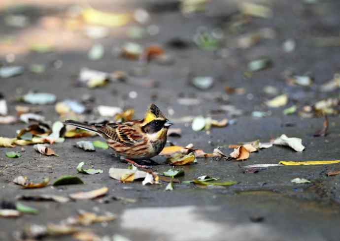 黄喉鹀(1) 黄喉鹀(1)