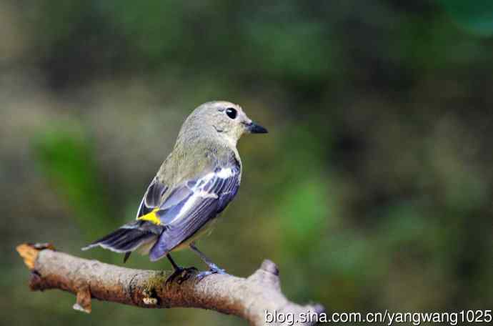 雌性白眉姬鹟（4）