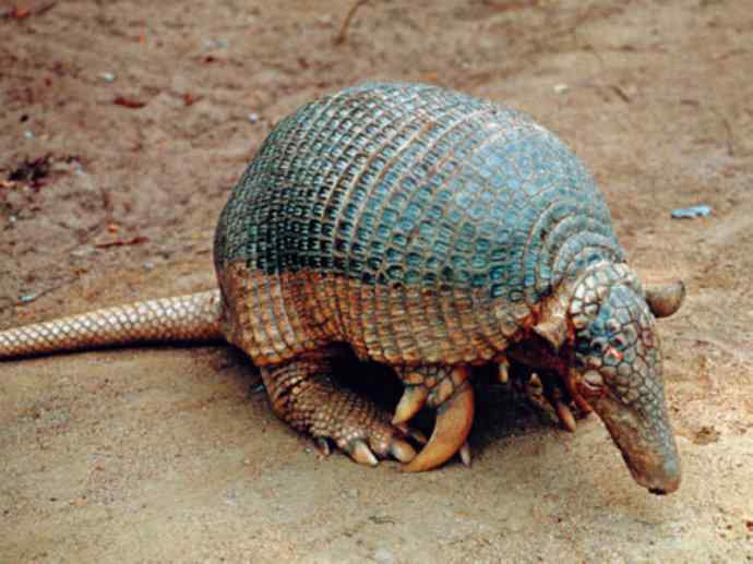 犬科：犬亚科小耳犬属的小耳犬