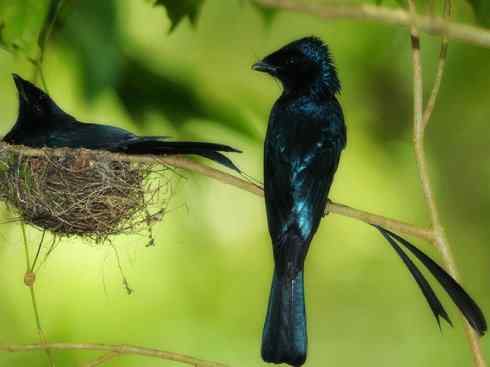 美丽无罪：雀鸟之欣赏2