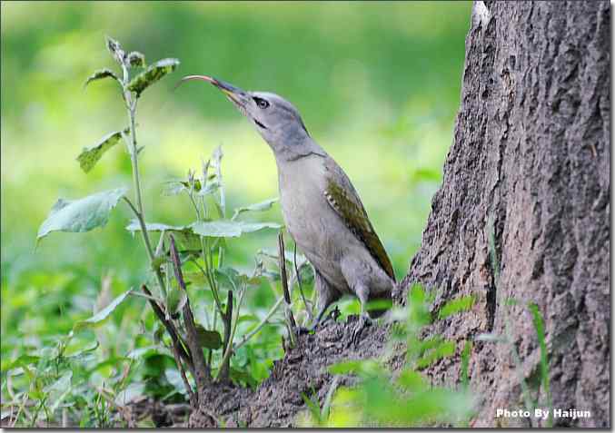 绿啄觅食的精彩瞬间