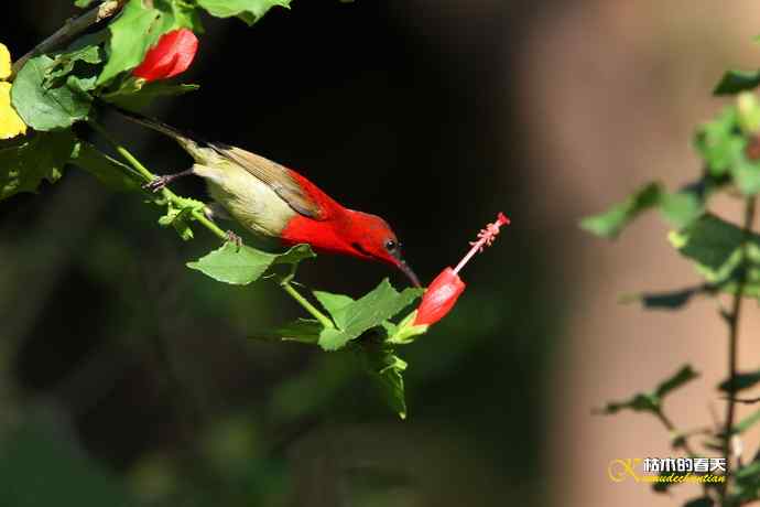 西双版纳拍鸟：黄腰太阳鸟