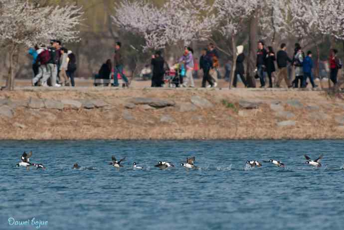 春来西堤好鸭多