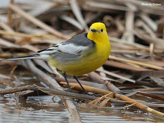 野鸭湖拍摄纪实(黄头鹡鸰及其它) 野鸭湖拍摄纪实(黄头鹡鸰及其它)