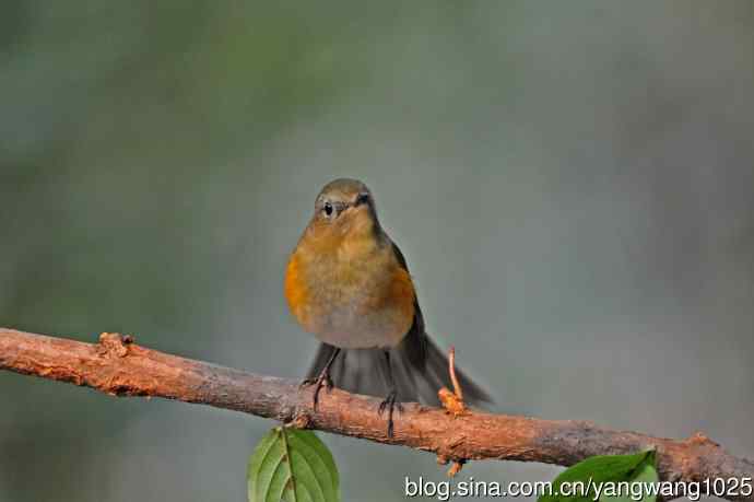杂片(黄腹山雀、暗绿绣眼鸟、雌性红胁蓝尾鸲、黄腰柳莺) 杂片(黄腹山雀、暗绿绣眼鸟、雌性红胁蓝尾鸲、黄腰柳莺)