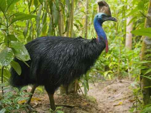 奇特的盔：鹤鸵