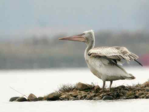 猎奇：奇特的鸟喙之十