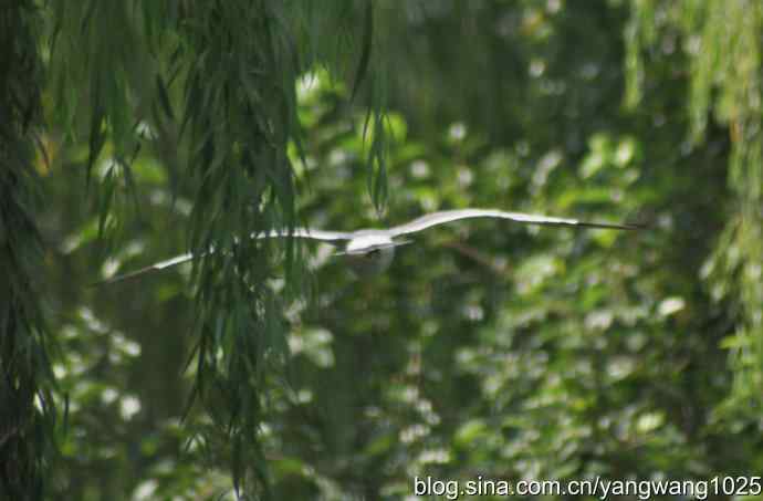 飞（夜鹭） wbr1