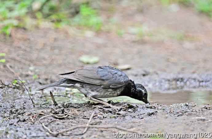 乌灰鸫(1) 乌灰鸫(1)