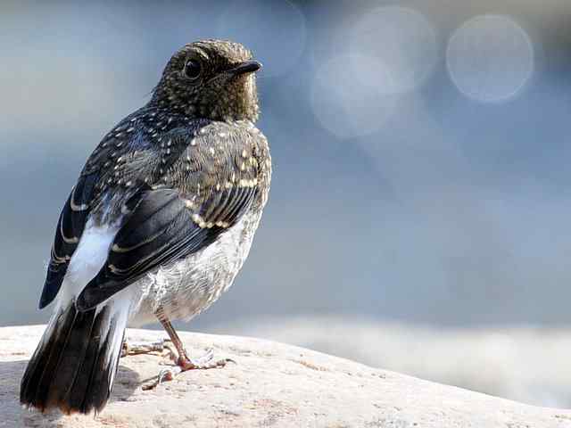 十渡有鸟初长成 wbr. wbr养在溪边人尽识