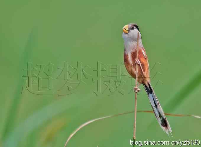 我的处女震旦（组图，8张图片）