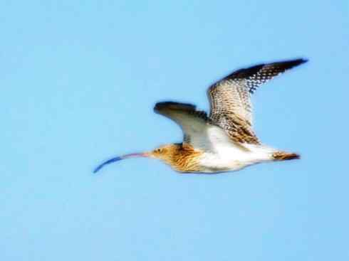 自然奇观：动物大迁徙(涉禽)