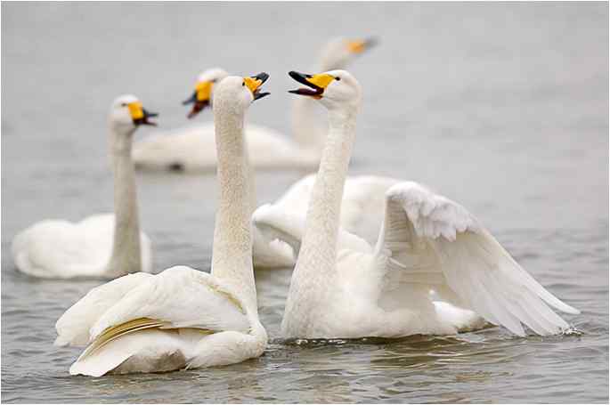 点击图片或使用键盘← →翻页