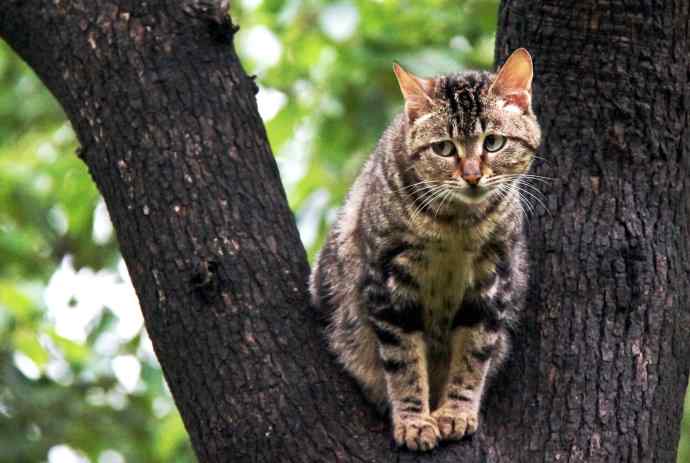 200.伯劳雏鸟上树危机四伏