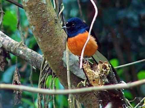 家禽驯化之源之二十五（绣眼鸟、鹊鸲四喜）