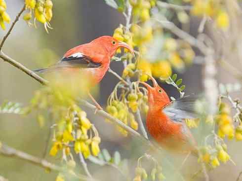 极品红色鸟类：镰嘴管舌鸟