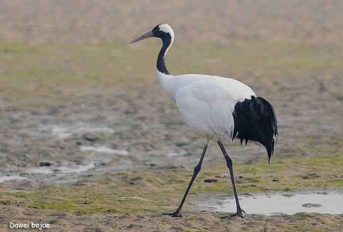 湿地之神：丹顶鹤