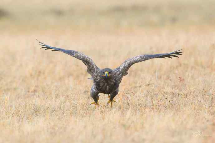 一组草原雕迎面起飞和飞行图（拍摄距离60米）