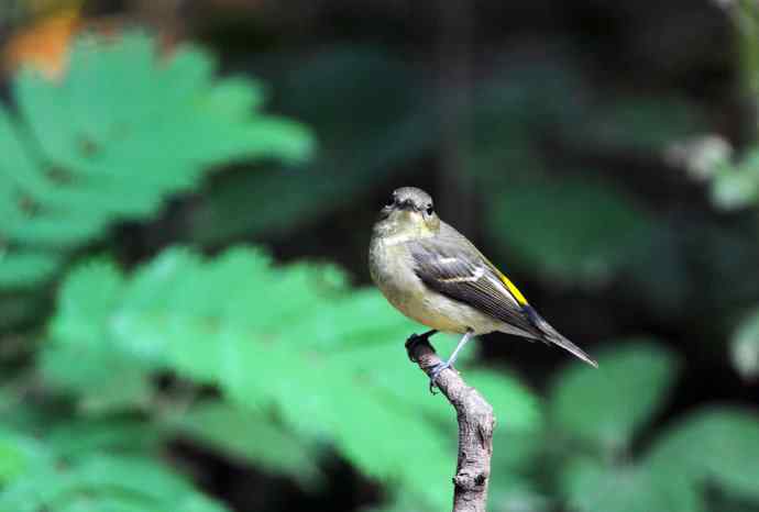 北京天坛公园的鸟类——雌性白眉姬鹟（5）