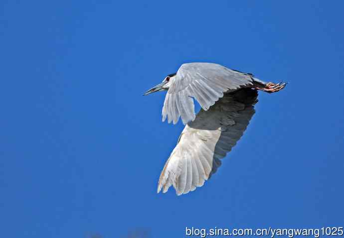 飞(夜鹭)57 飞(夜鹭)57