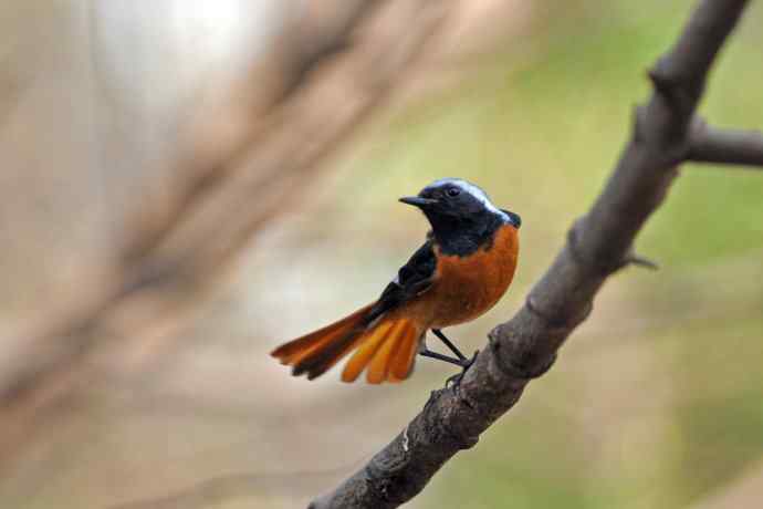 雄性北红尾鸲（32）