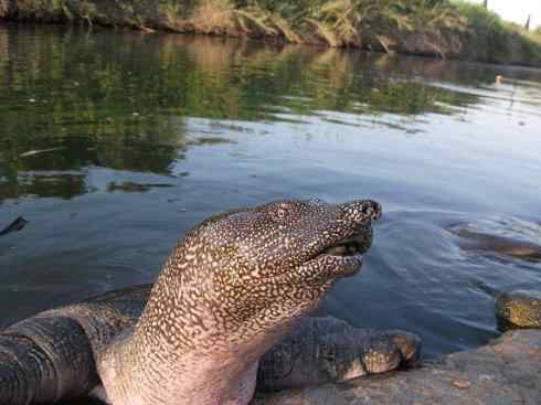 玄武:传说的兽原型探秘(鳖) 玄武:传说的兽原型探秘(鳖)