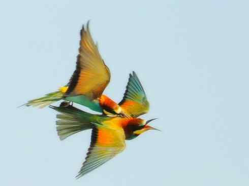 绝色攀禽：佛法僧目之蜂虎3