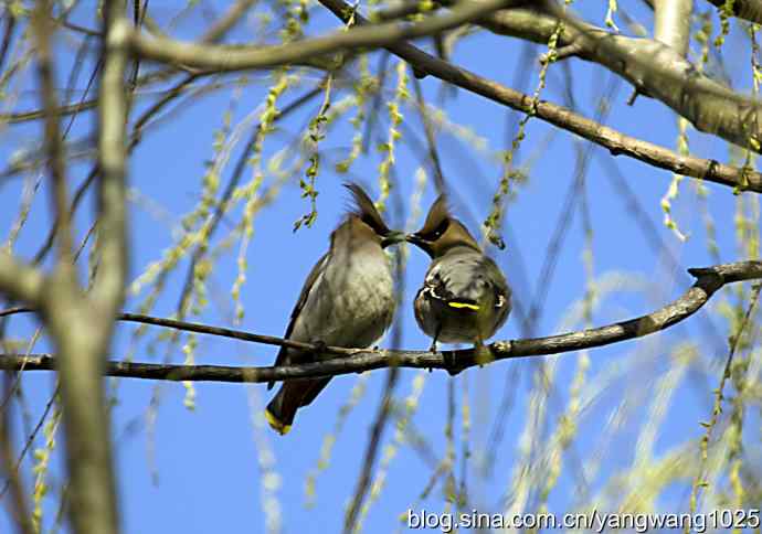 成双成对太平鸟 成双成对太平鸟