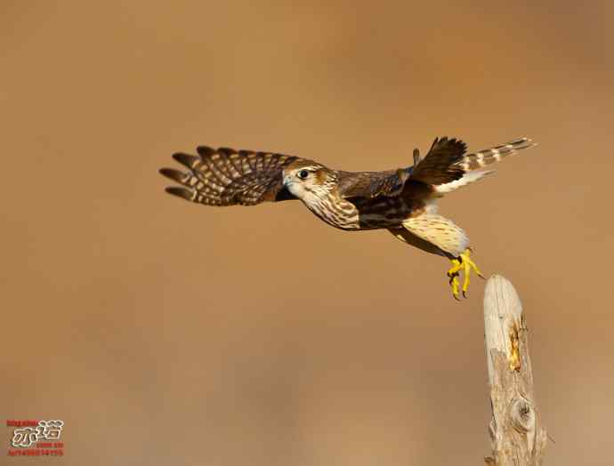 达里湖拍鸟——灰背隼