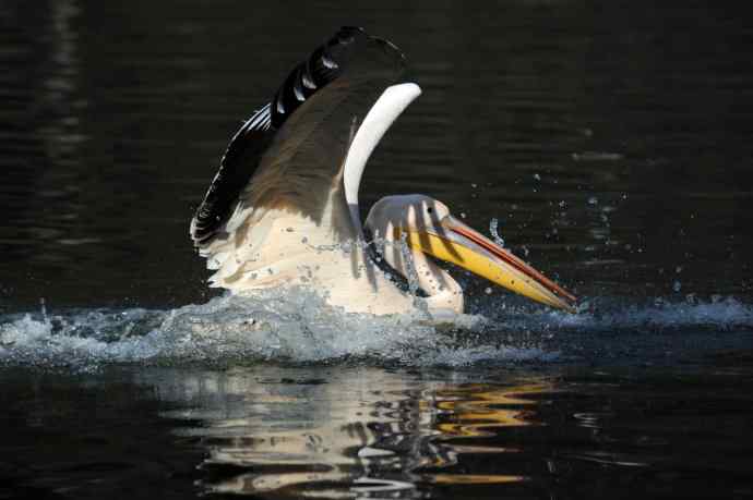 再拍鹈鹕 wbr wbr14