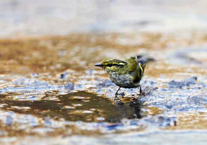 又见黄眉柳莺（洗浴版）