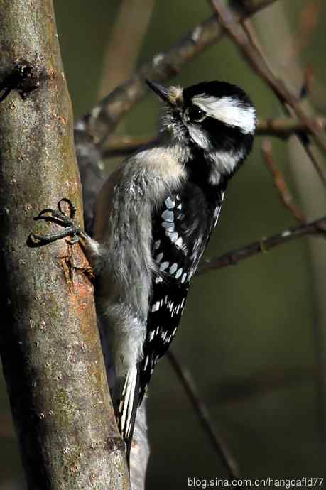绒啄木鸟：雌鸟