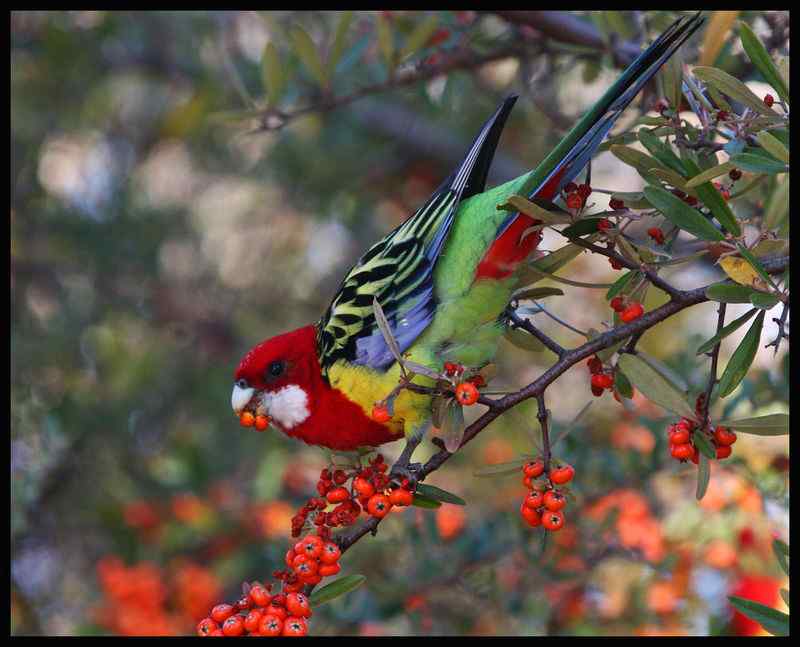 鹦鹉繁殖——检查鸟蛋
