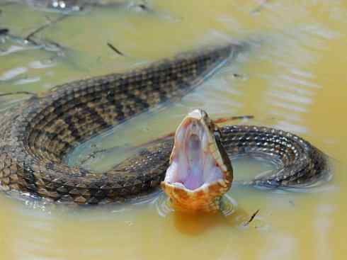 龙：传说的兽原型探秘（蝮蛇类）