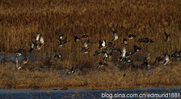 群鸭飞舞贺新岁 群鸭飞舞贺新岁