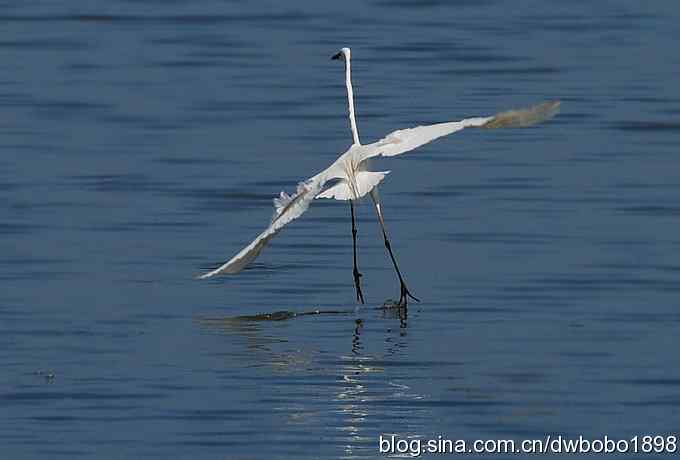 白鹭鸶飘然欲仙