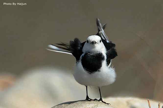 鸟为悦己者容(白鹡鸰梳洗版)