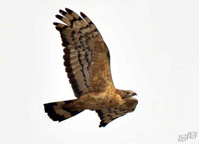 北京西山&nbsp;wbr路&nbsp;wbr凤头蜂鹰