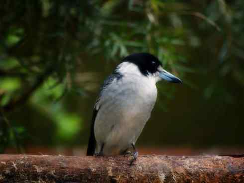 雀鸟也彪悍：战斗机（黑背钟鹊）
