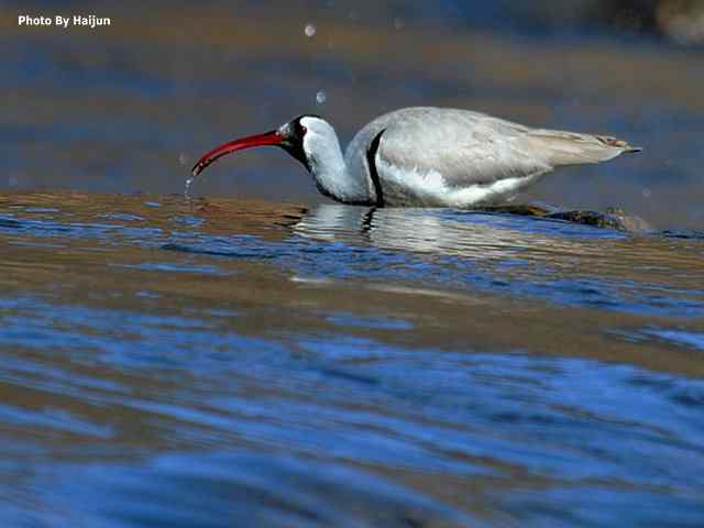峡谷中观赏百态鹮嘴鹬