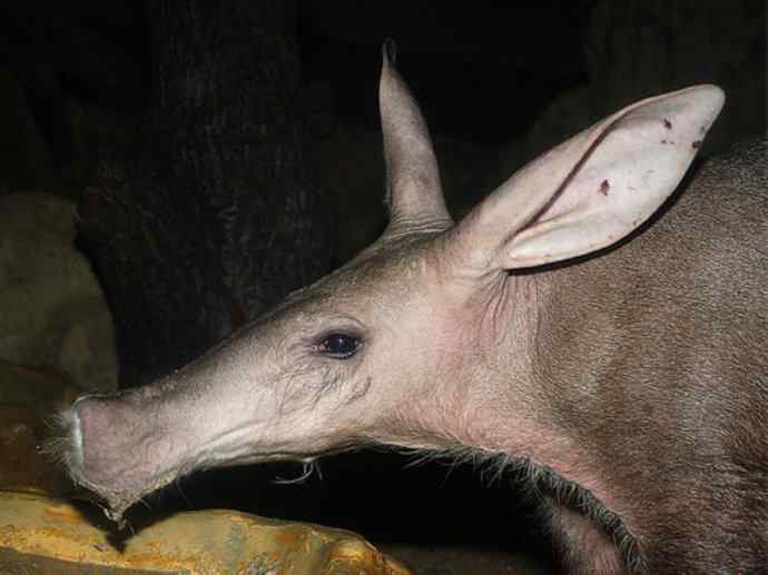 盘点十二大著名食蚁动物：土豚