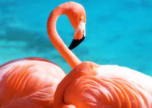 猎奇：十大奇异鸟类之二（极乐鸟、火烈鸟、猴面鹰）