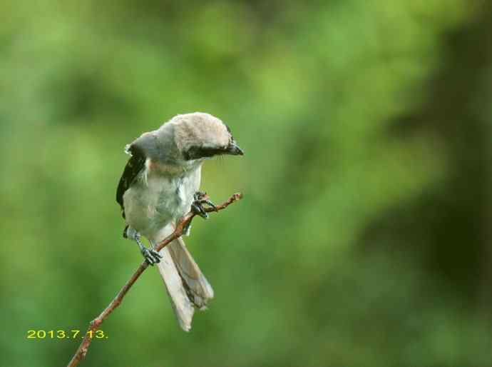 207.小伯劳成长记（3）亲鸟育儿篇