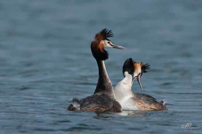 颐和园的凤头